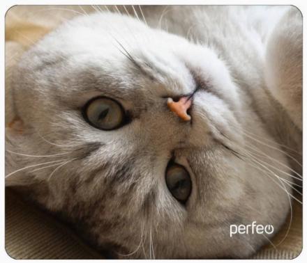    Perfeo "Cat", .13 (240*200*2 ), + 